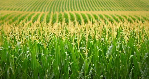 Corn field